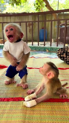 Capuchin monkey for free