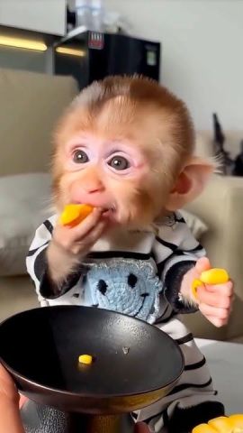 CUTE BABY FACE CAPUCHIN MONKEY AVAILABLE