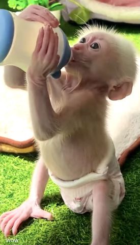 Capuchin Monkey Available for Sale