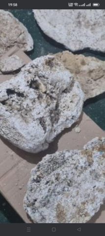 عنبر الحوت  4