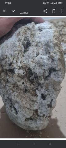 عنبر الحوت  5