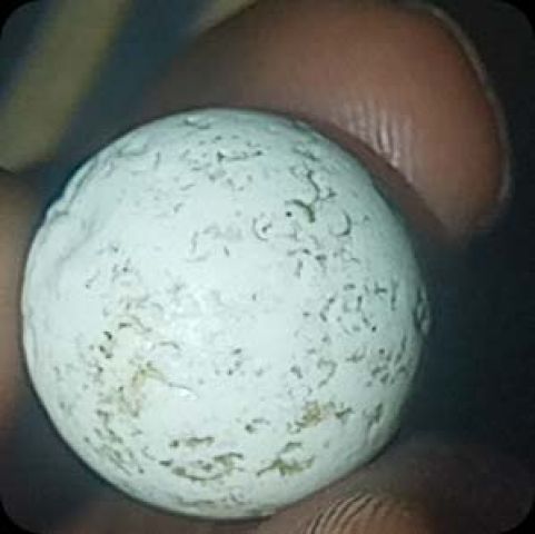 جوهرة ثعبان لاالبيع في اليمن  8