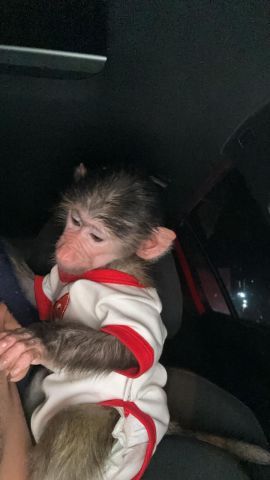 Baboon monkey for sale 