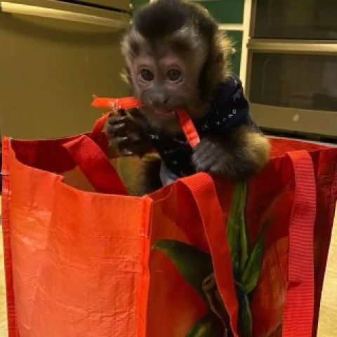Capuchin monkey 