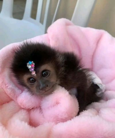 Capuchin monkey for sale 