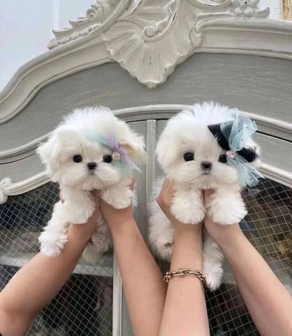 Maltese 