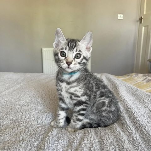Bengal kittens for sale