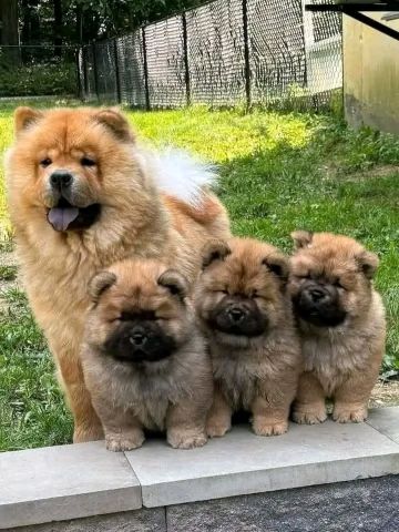 Chow chow puppies for sale