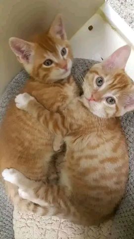 Maincon kittens for sale 