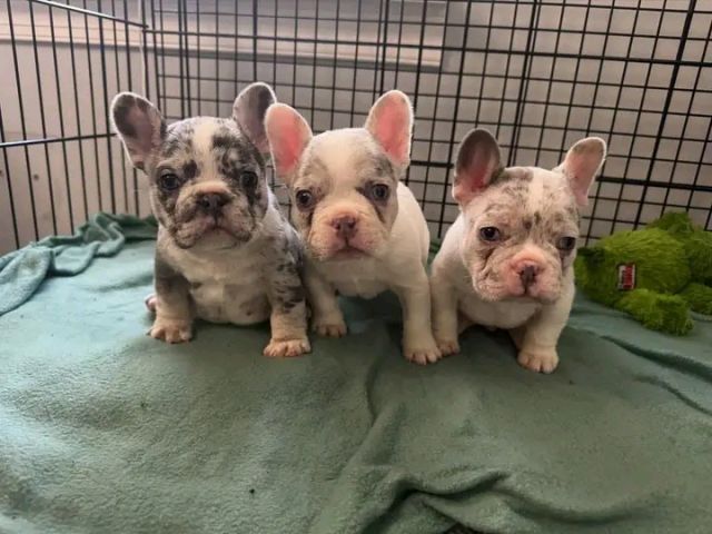 French bulldog puppies 