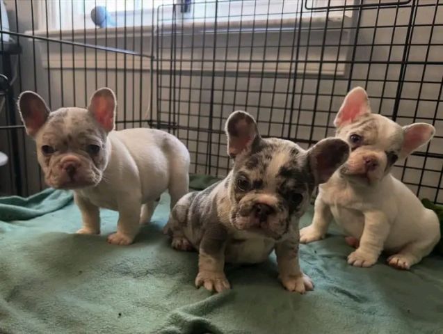 French bulldog puppies  2