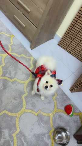 Pomeranian puppy for sale 