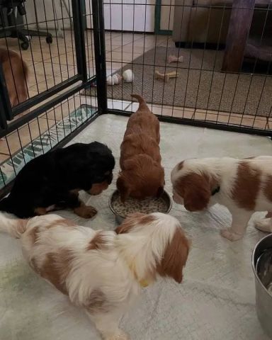Shit tzu puppies for sale 