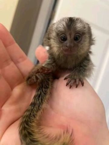 Marmoset monkey available now 
