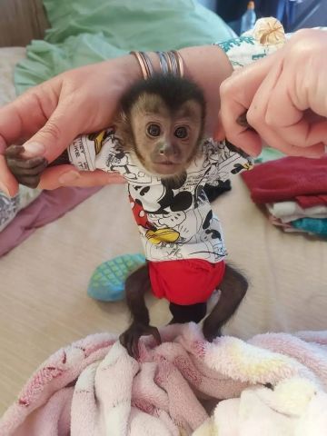 Monkey available now 