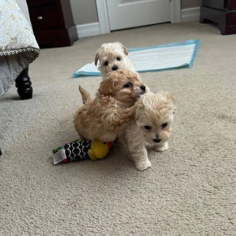 Maltipoo puppies available 