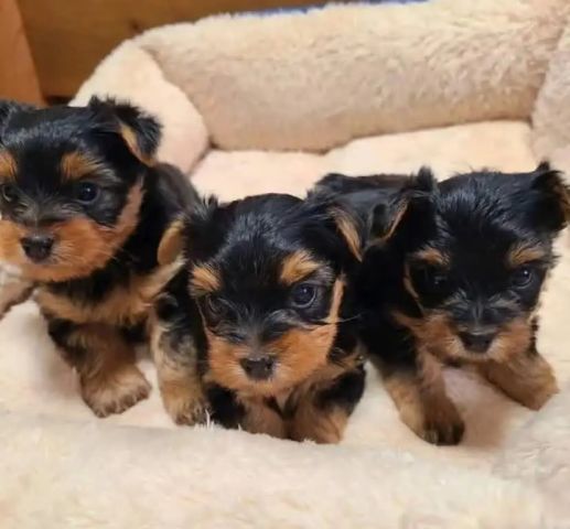 Yourkshir terré puppy available 