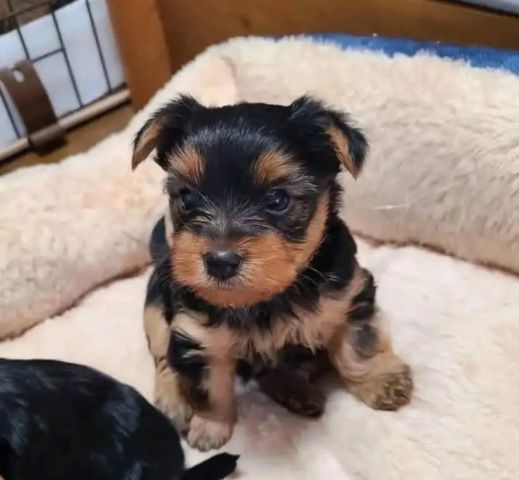 Yourkshir terré puppy available  2