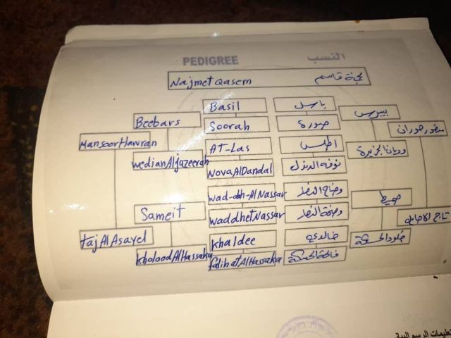 الامارات 4