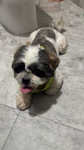 (Shih Tzu)