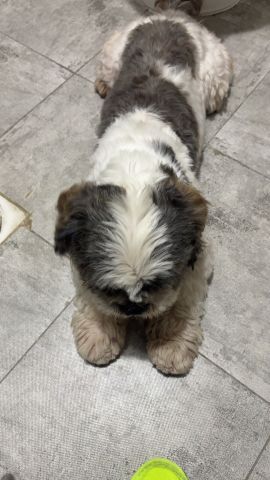 (Shih Tzu) 2