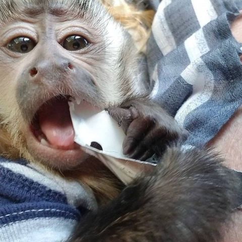Beautiful male and female baby Capuchin monkeys available