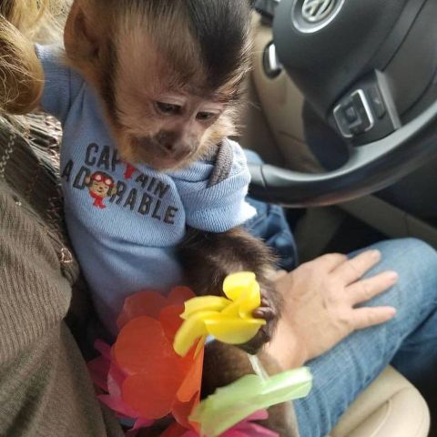 Beautiful male and female baby Capuchin monkeys available 2