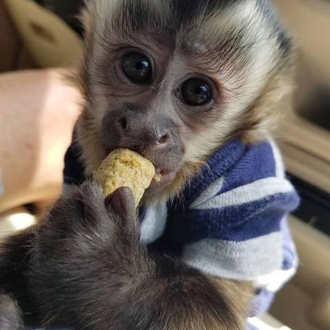 Beautiful male and female baby Capuchin monkeys available 3