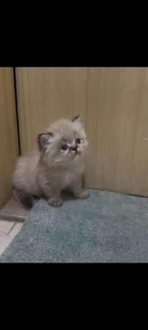 قطط راغدول بيور