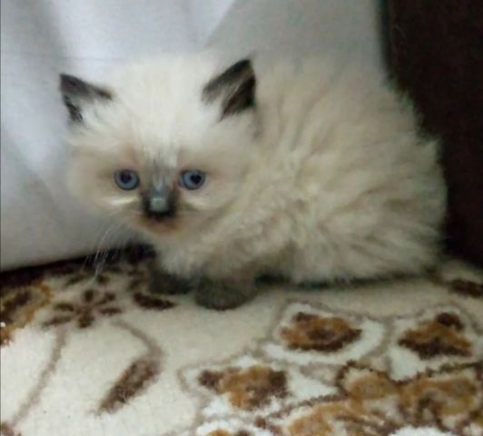 قطط راغدول بيور 6