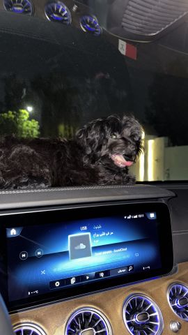 للبيع كلب يوركي عمره ٤ شهور لعوب yurki-for sale 2