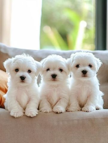Potty Trained White Maltese Puppies Available