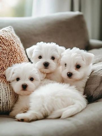 Adorable Pedigree Maltese Puppies