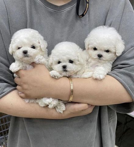Beautiful White Maltese Puppies Available