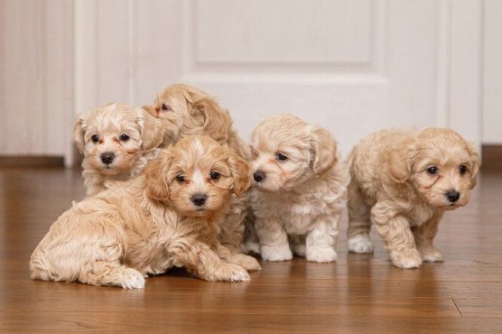 Charming Maltipoo puppies