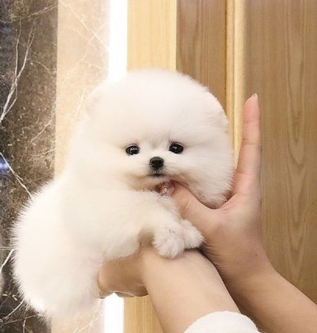 Adorable Pedigree Pomeranian Puppies Ready