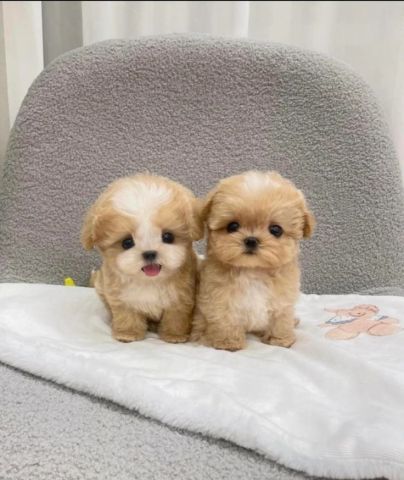 Affectionate Teacup Toy Poodles Available