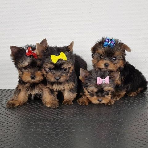 Cutest Yorkie Puppies For Adoption