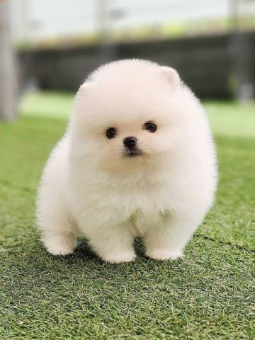 Excellent Pomeranian   Puppies Available for Free