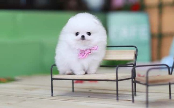 Beautiful white Pomeranian   Puppies Available