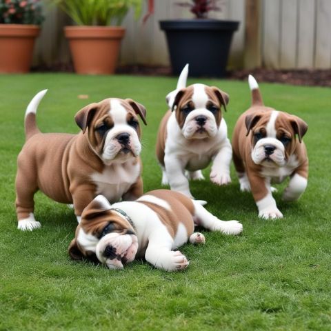 Super Adorable AKC English Bulldog