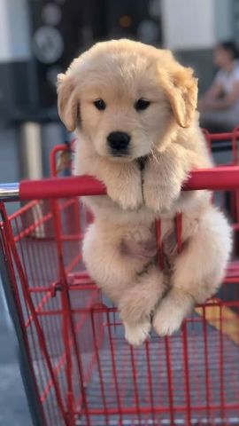 Male and Female Golden Retriever Puppies Available