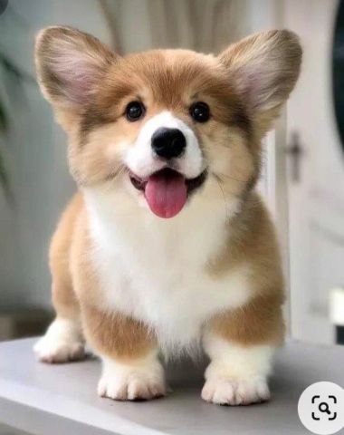 AKC Male and Female Welsh Corgi Pembroke  Puppies