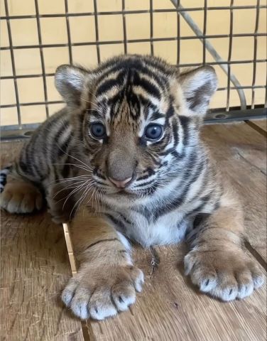 Adorable Tiger Cubs For Sale 