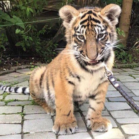 TIGER CUBS READY 