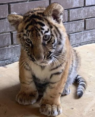 PLAYFUL TIGER CUBS AVAILABLE 