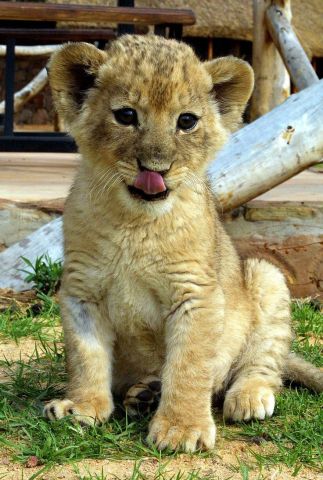 Trained Lion Cubs Ready Now 