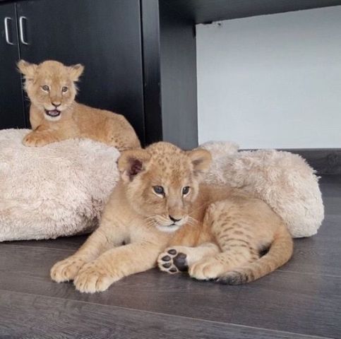 Male And Female Lion Cubs Available 
