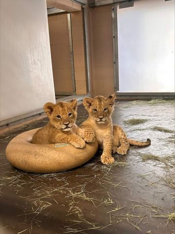 PERFECT LION CUBS 