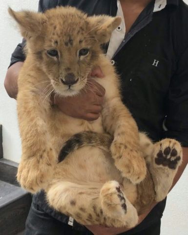 Fully Vaccinated Lion Cubs